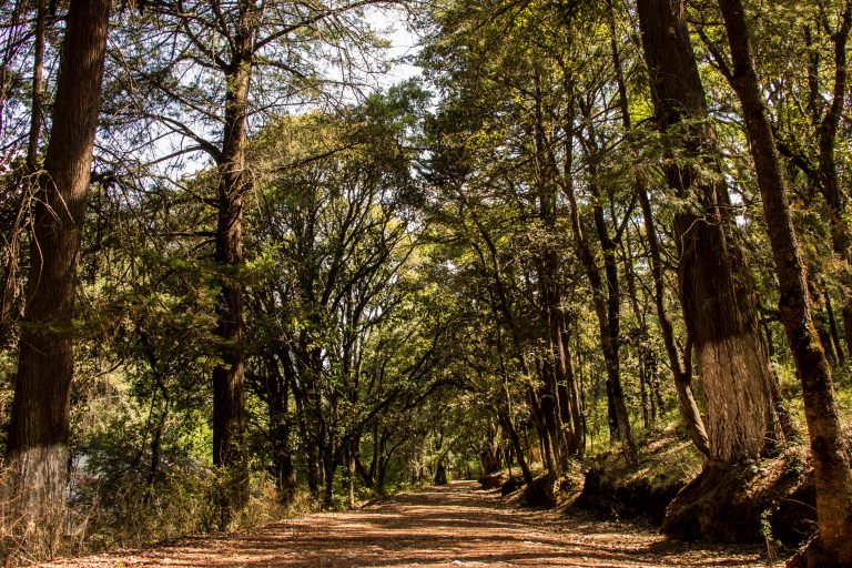 Parque Estatal Bosque El Hiloche